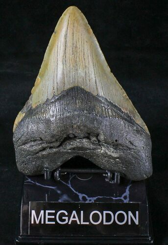 Large Megalodon Tooth - North Carolina #20808